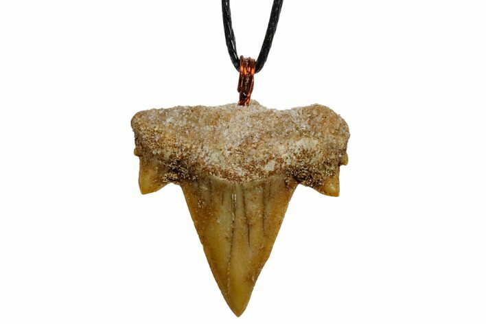 1" Fossil Mackerel Shark (Cretolamna) Tooth Necklace -Morocco
